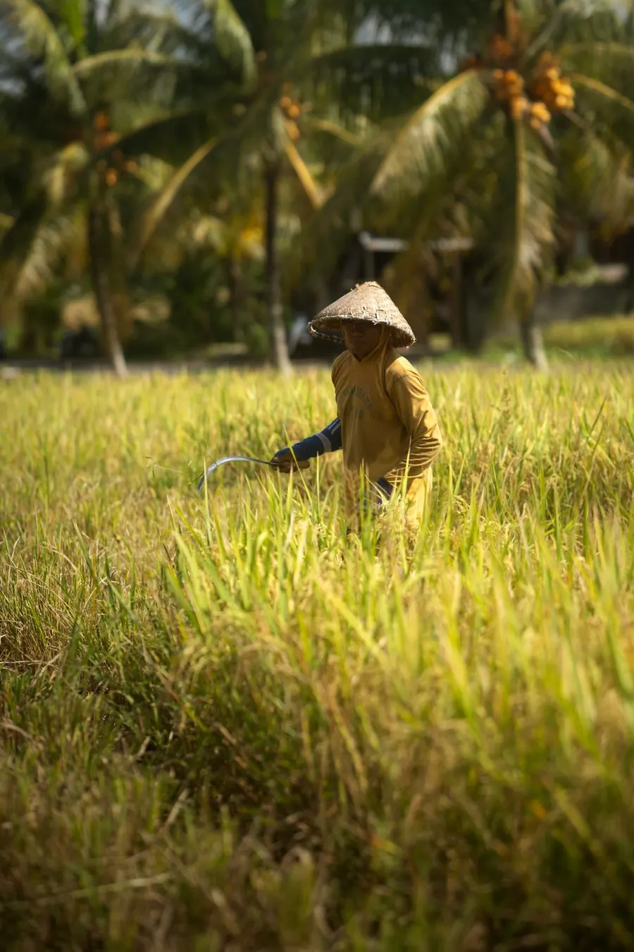 Người nông dân đội nón lá gặt lúa
