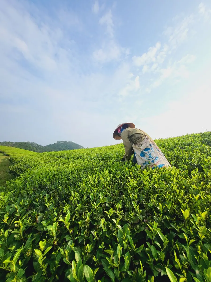 Người phụ nữ đội nón hái chè trên đồi