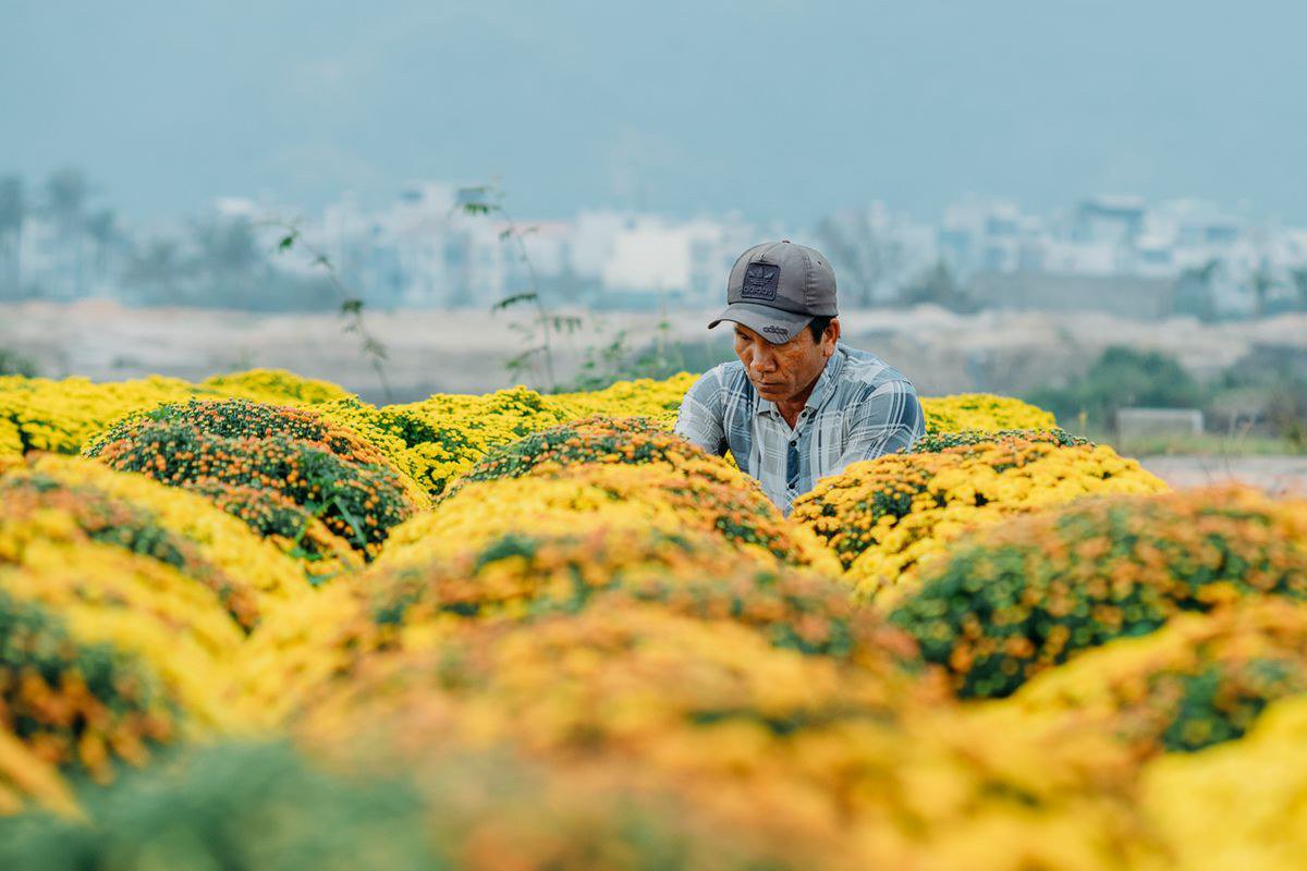 Kinh nghiệm trồng cây ăn trái hữu cơ cho nhà vườn