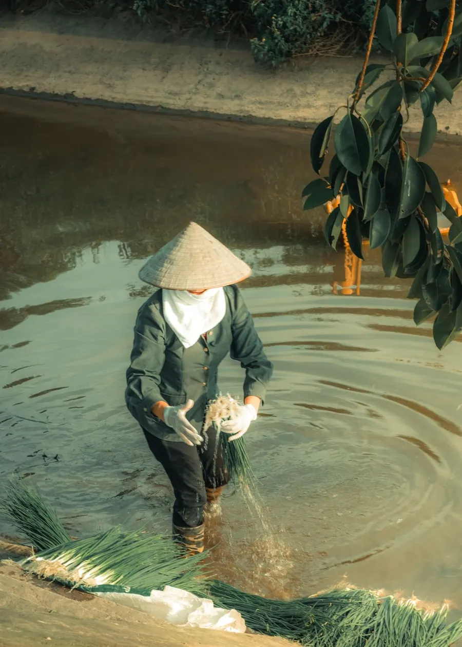 Người nông dân đội nón lội ruộng nước nhặt rau