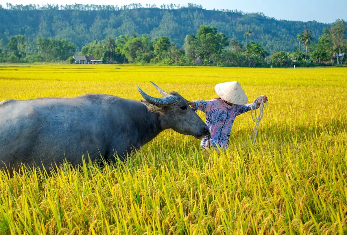 Người nông dân đội nón lá vuốt ve con trâu giữa ruộng lúa chín