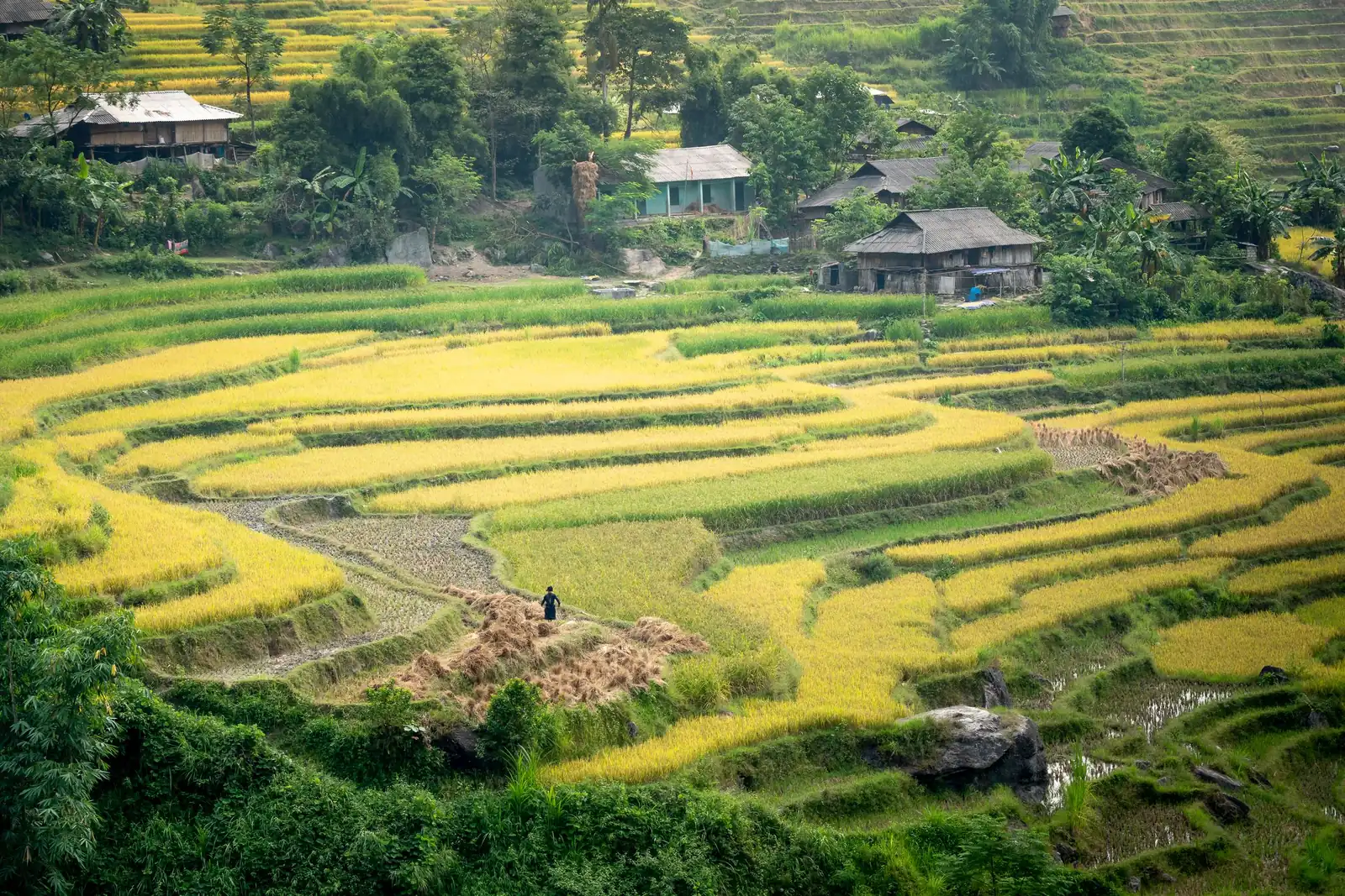 Ruộng bậc thang lúa chín quanh bản làng trên núi