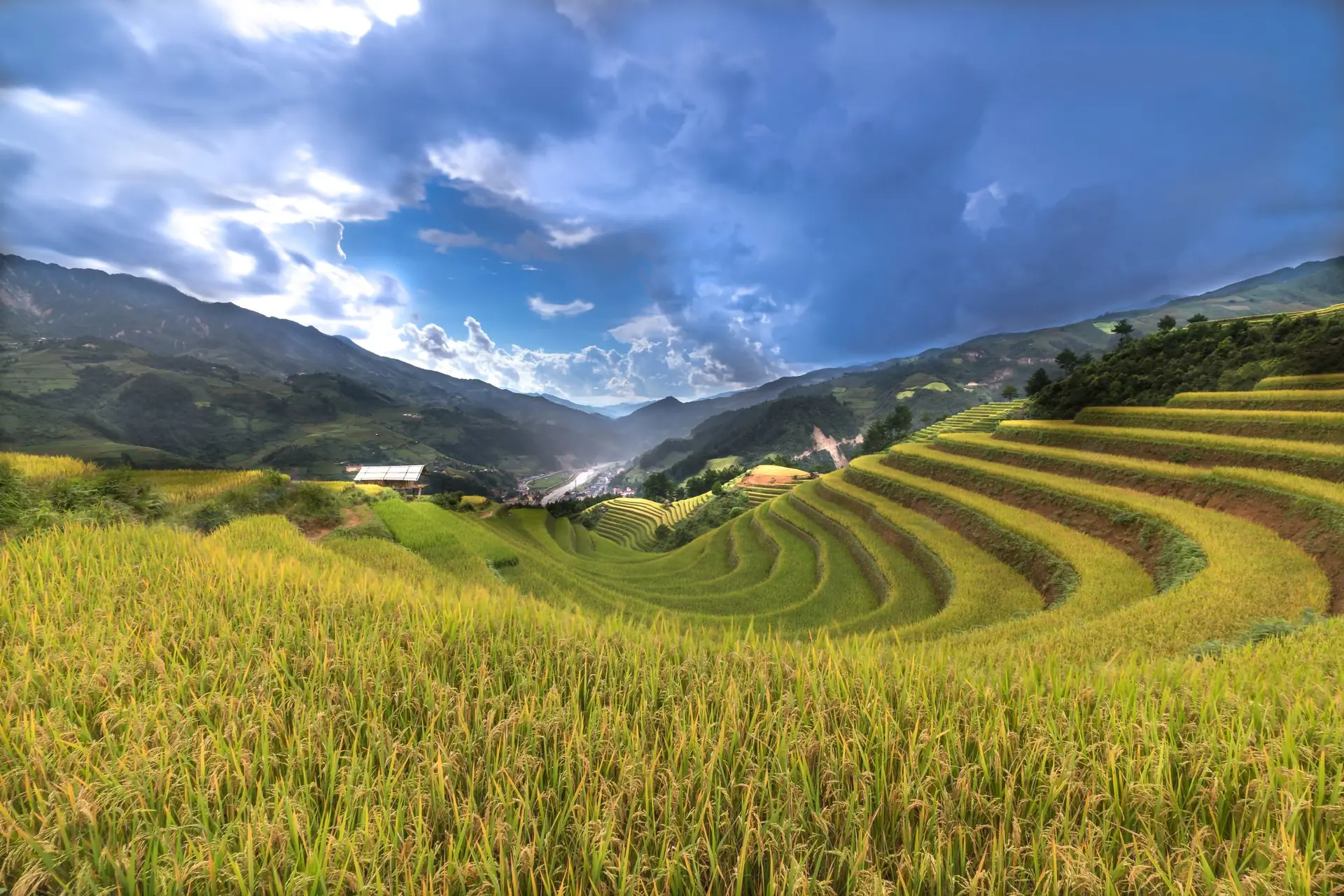 Ruộng bậc thang lúa chín dưới bầu trời nhiều mây