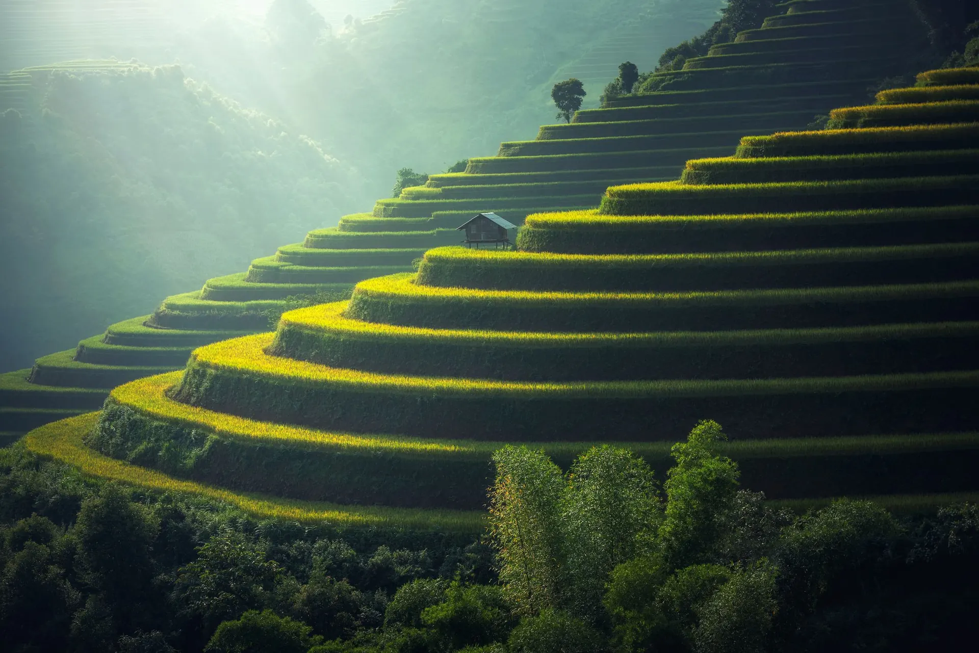 Ruộng bậc thang xanh mướt trong nắng sớm