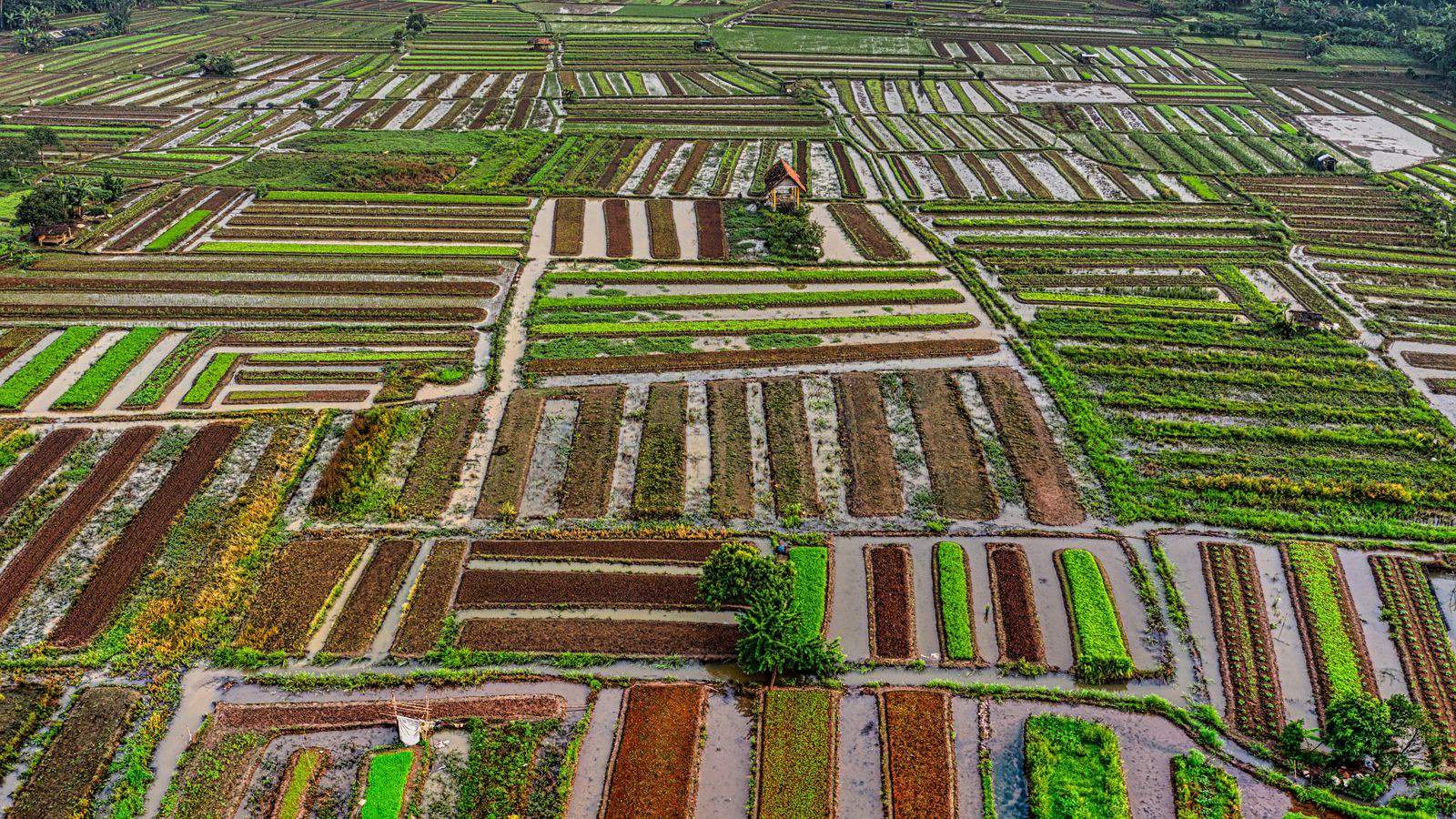 Trang trại thông minh là gì Trang trại thông minh là gì
