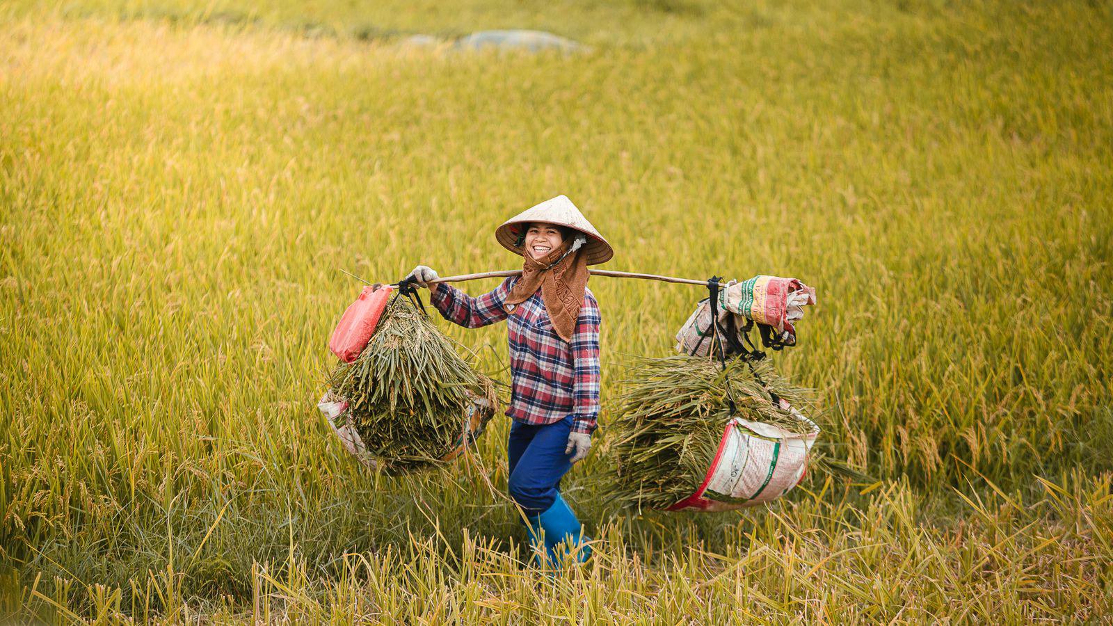 Khó khăn của nông hộ nhỏ lẻ