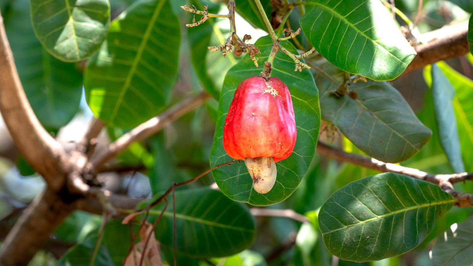 Vị thế của hạt điều Việt Nam